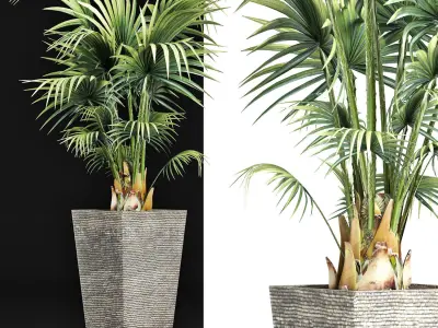 Plants Collection 190 Sabal Minor 3D model