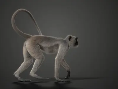 Gray langur Animated VFX Grace 3D model