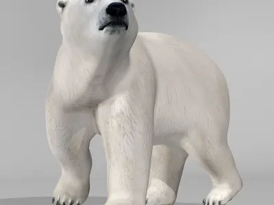 Polar Bear 3D model