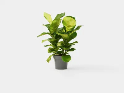 Ficus lyrate Low-poly 3D model