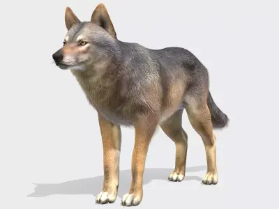 Wolf - Male Low-poly 3D model