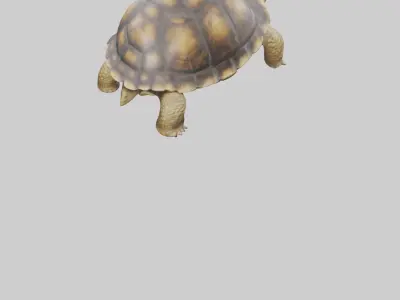 Plowshare Tortoise walking model Low-poly 3D model