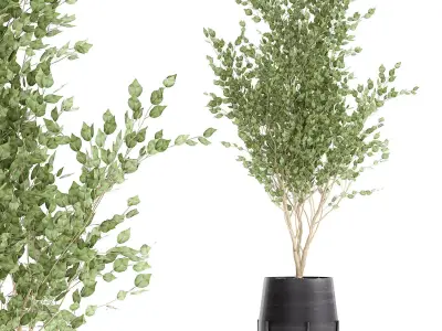 Tree in a black pot for the interior 697 3D model