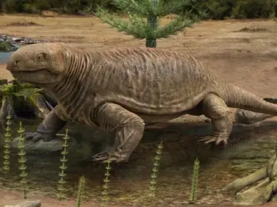 Diadectes sideropelicus Low-poly 3D model