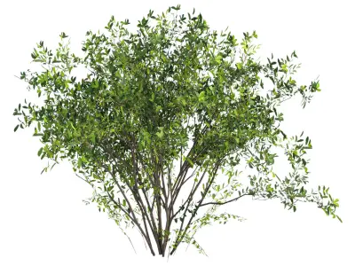 3 bushes 3D model