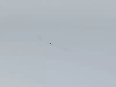 Surfing Skippy the Bush Kangaroo Free 3D model