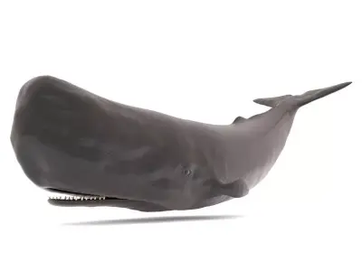 Sperm Whale 3D model