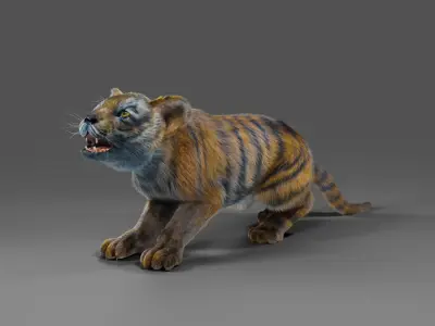 Fur White Tiger Cub Rigged in Blender Low-poly 3D model