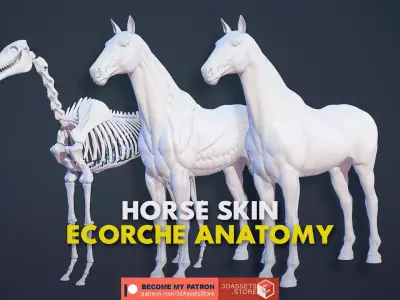 Animal - Horse Anatomy Skin Ecorche Body Base Low-poly 3D model