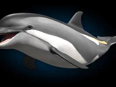 Atlantic White-Sided Dolphin 3D model