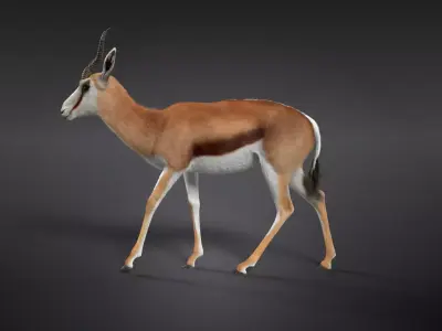 Springbok Animated 3D model