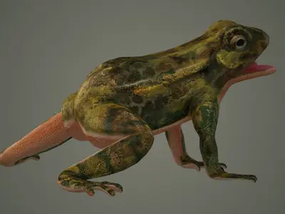 nature animal amphibians frog tree frog 3D model