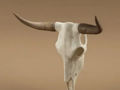 Cow skull 3D model