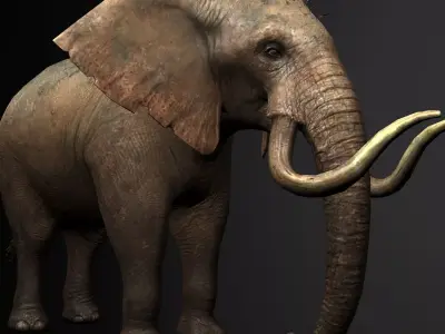 Elelphant 3D model rig Low-poly 3D model