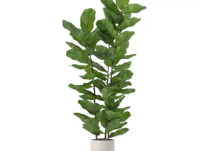 Ficus lyrata in modern flower pot 3D model order