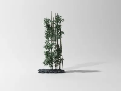 Bamboo plant 3D model