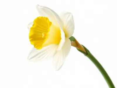 White Narcissus Flower Realistic Textured Model Pack Low-poly 3D model