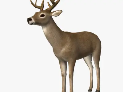 Deer Model with antlers Low-poly 3D model