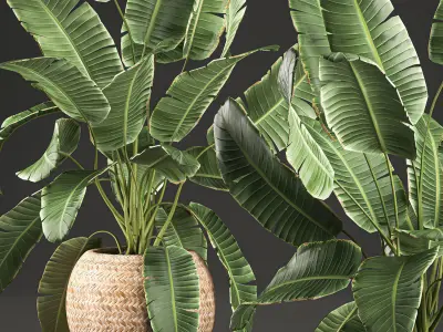 Decorative banana palms in a basket for the interior 589 3D model