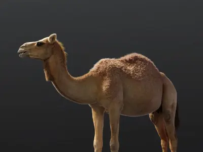 Camel Rigged 3D model