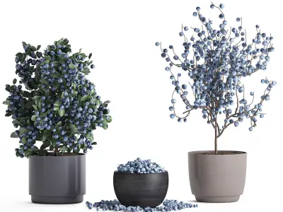 Decorative blueberry tree in Pots for the interior 547 3D model