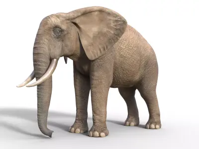 realistic Rigged Elephant  3D model