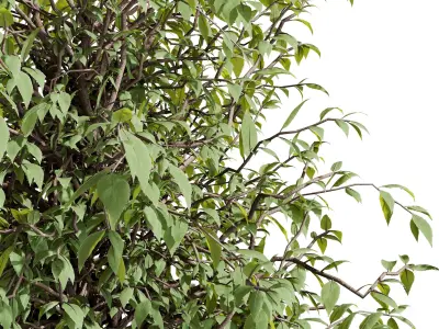 Garden plants set in a box - outdoor set 161 Low-poly 3D model