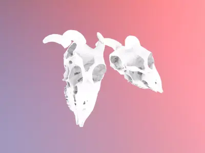 9 low poly scanned animal skulls Low-poly 3D model