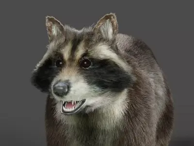 3D Fur Raccoon NO Rigged Low-poly 3D model