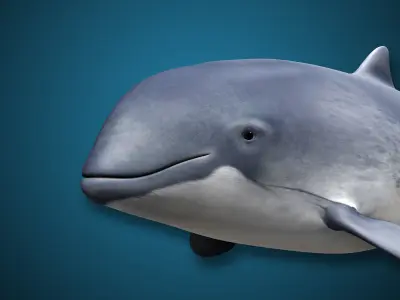 Harbour Porpoise 3D model