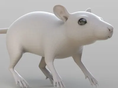 Realistic Rat rodent 3D model