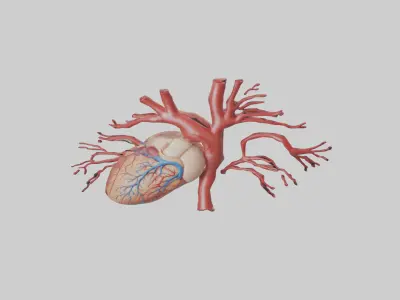 Human Coronary Arteries Model Low-poly 3D model
