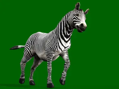 ZEBRA RIGGED ANIMATED 13 Low-poly 3D model