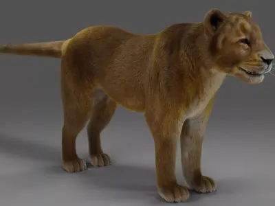 Fur Lioness V02 NO Rigged in Blender Low-poly 3D model