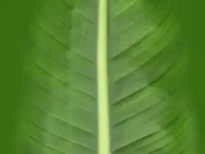 Plants Free 3D model
