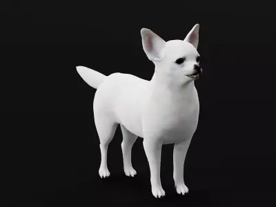 Spitz Dog Mixed Breed 3D model