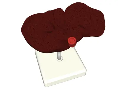 medical model Pack  3D model