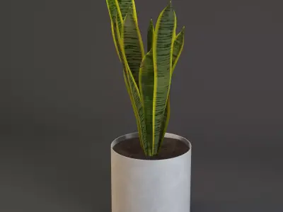Plant Sansevieria trifasciata 3D model