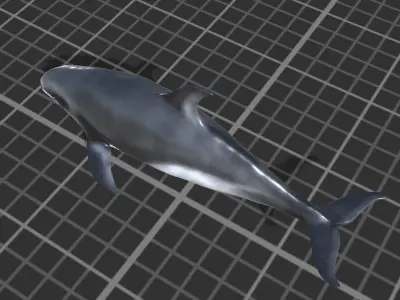 White-sided dolphin Low-poly 3D model