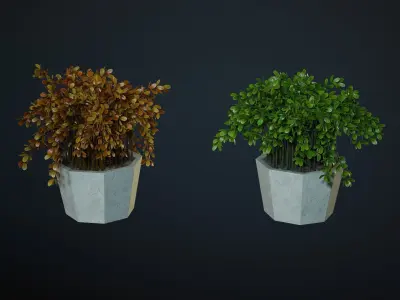 Ornamental plants in pots 3D model