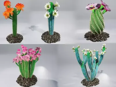 Cactus collection with flowers 3D model