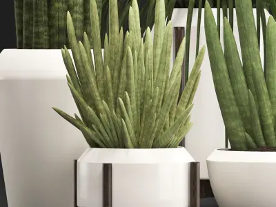 Collection of Exotic plants Sansevieria  3D model