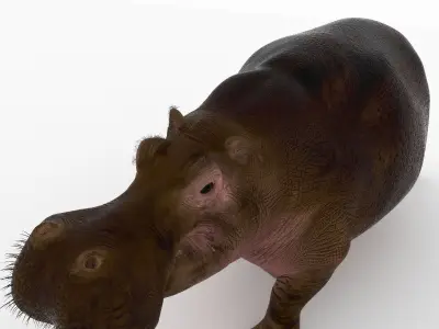 Hippopotamus - 3D model