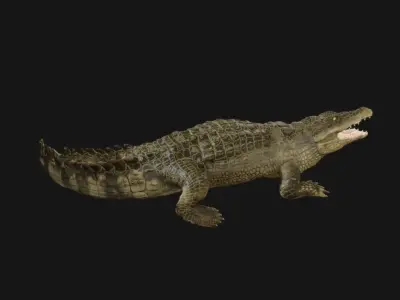 3d crocodile model alligator Low-poly 3D model