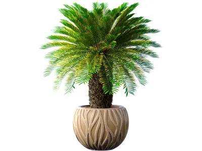 Decorative Evergreen Palm Tree in modern outdoor flowerpot 3D model