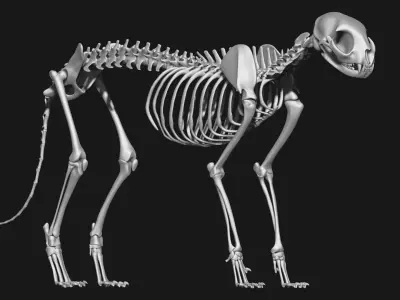 animal skeleton collection 3D model