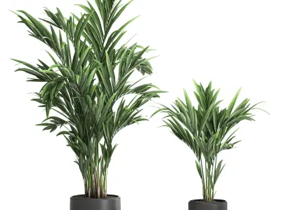 Decorative palm in a white flowerpot 564 3D model