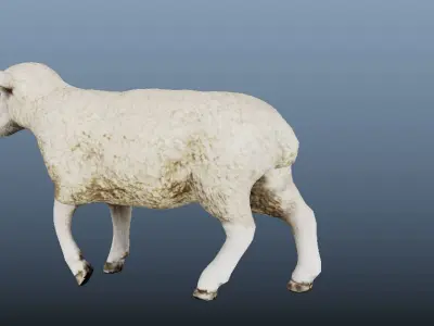 Sheep Animated VFX Grace Low-poly 3D model