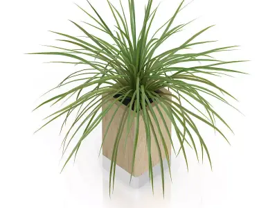 Small Plant in Wooden Pot 3D model