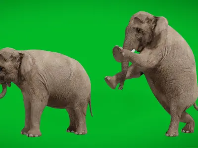 Asian Asiatic Elephant Low-poly 3D model